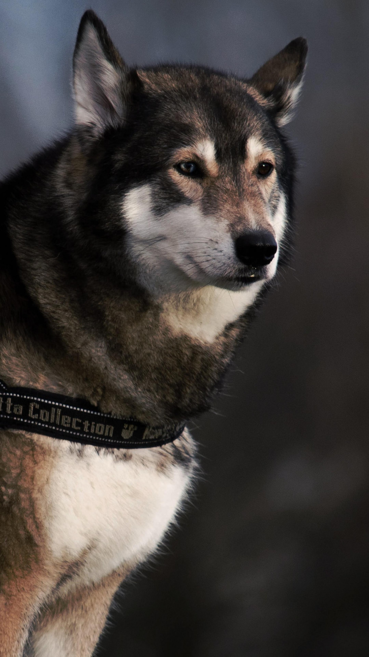 Обои собака-это единственная вещь на земле, собака породы, воротник, собачий ошейник, хаски в разрешении 750x1334