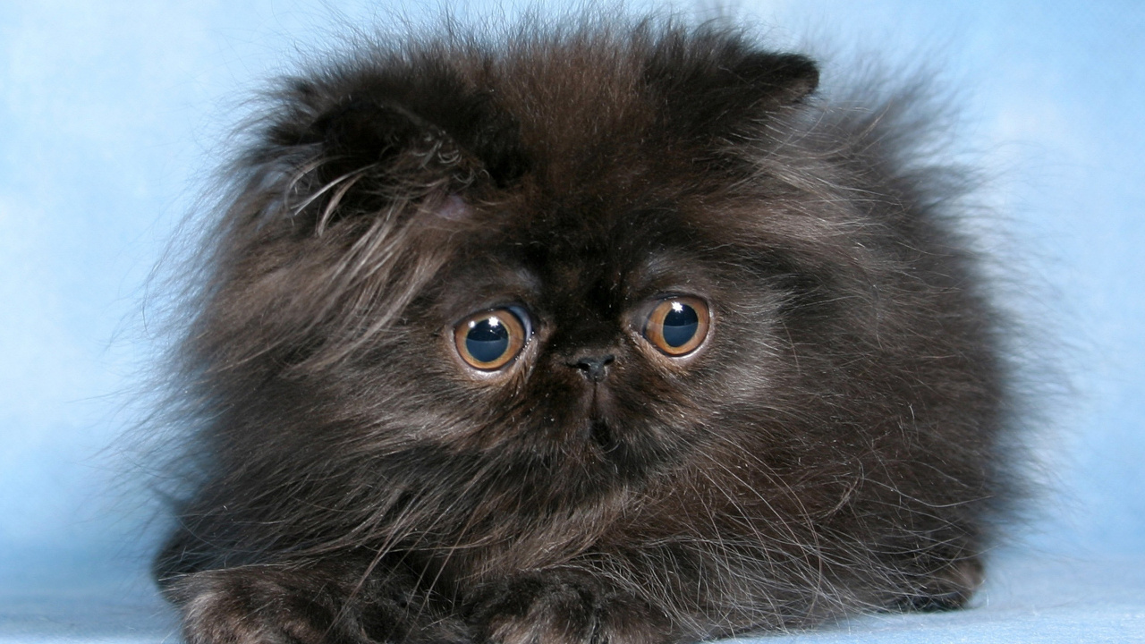 Обои персидская кошка, котенок, гималайская кошка, черная кошка, привлекательность в разрешении 1280x720