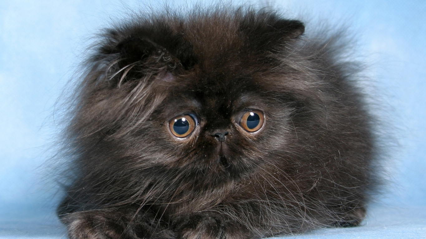 Обои персидская кошка, котенок, гималайская кошка, черная кошка, привлекательность в разрешении 1366x768