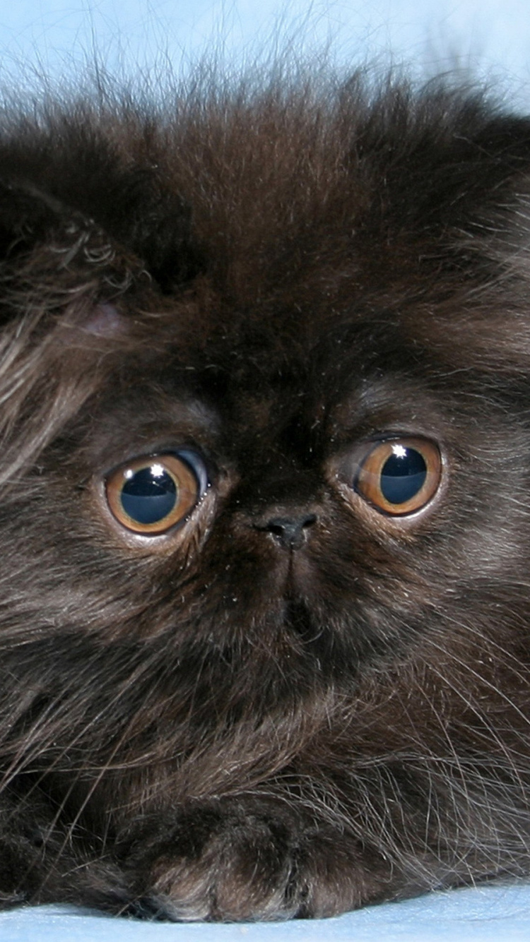 Обои персидская кошка, котенок, гималайская кошка, черная кошка, привлекательность в разрешении 750x1334