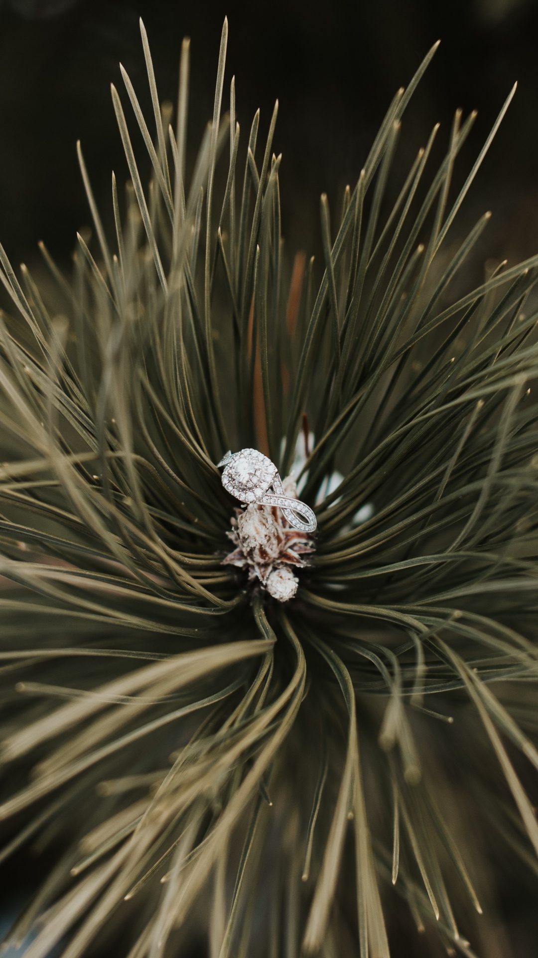 Обои кольцо, сосна, растение, дерево, Красная сосна в разрешении 1080x1920