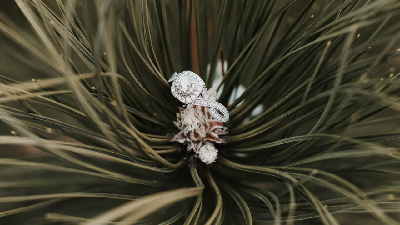 Обои кольцо, сосна, растение, дерево, Красная сосна в разрешении 1280x720