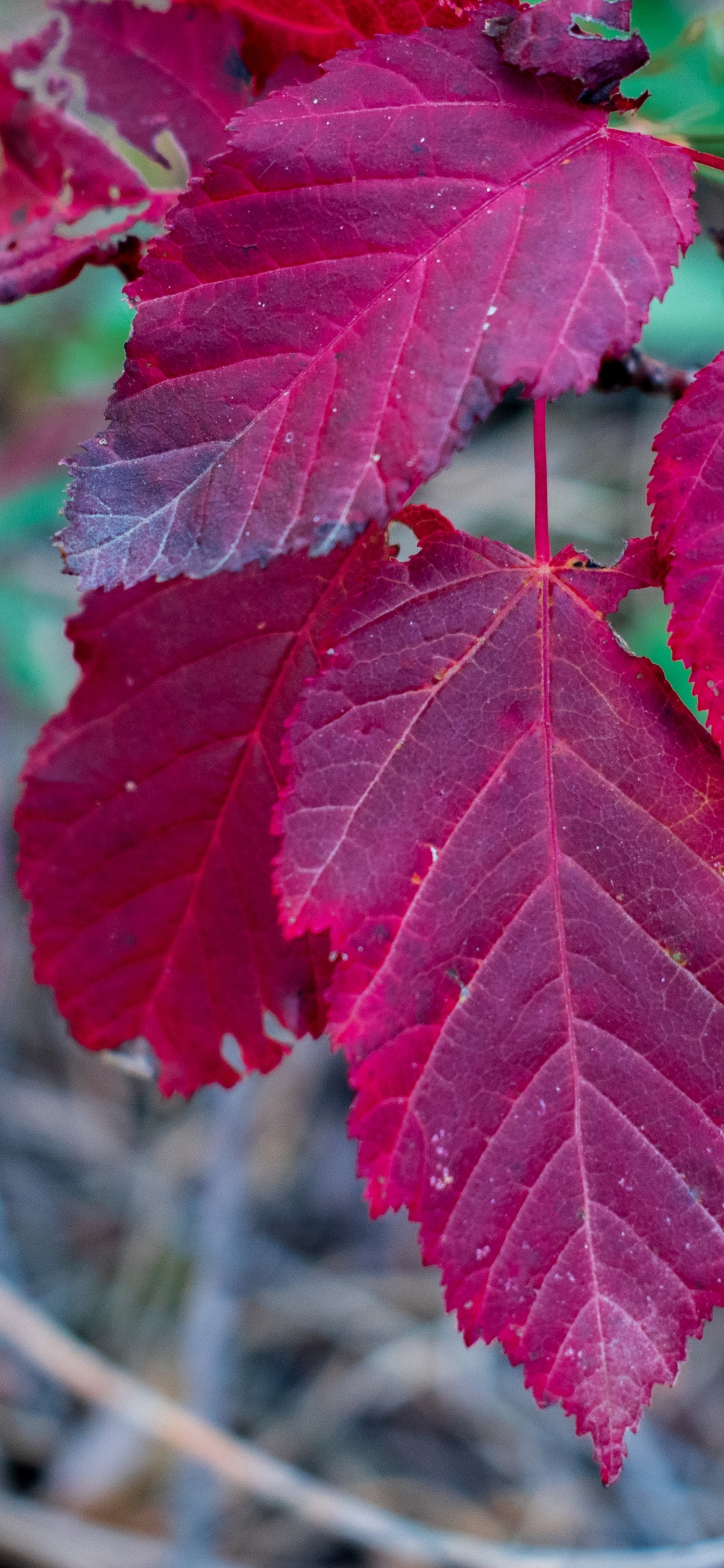 Обои лист, кленовый лист, клен, биология, растение в разрешении 1125x2436