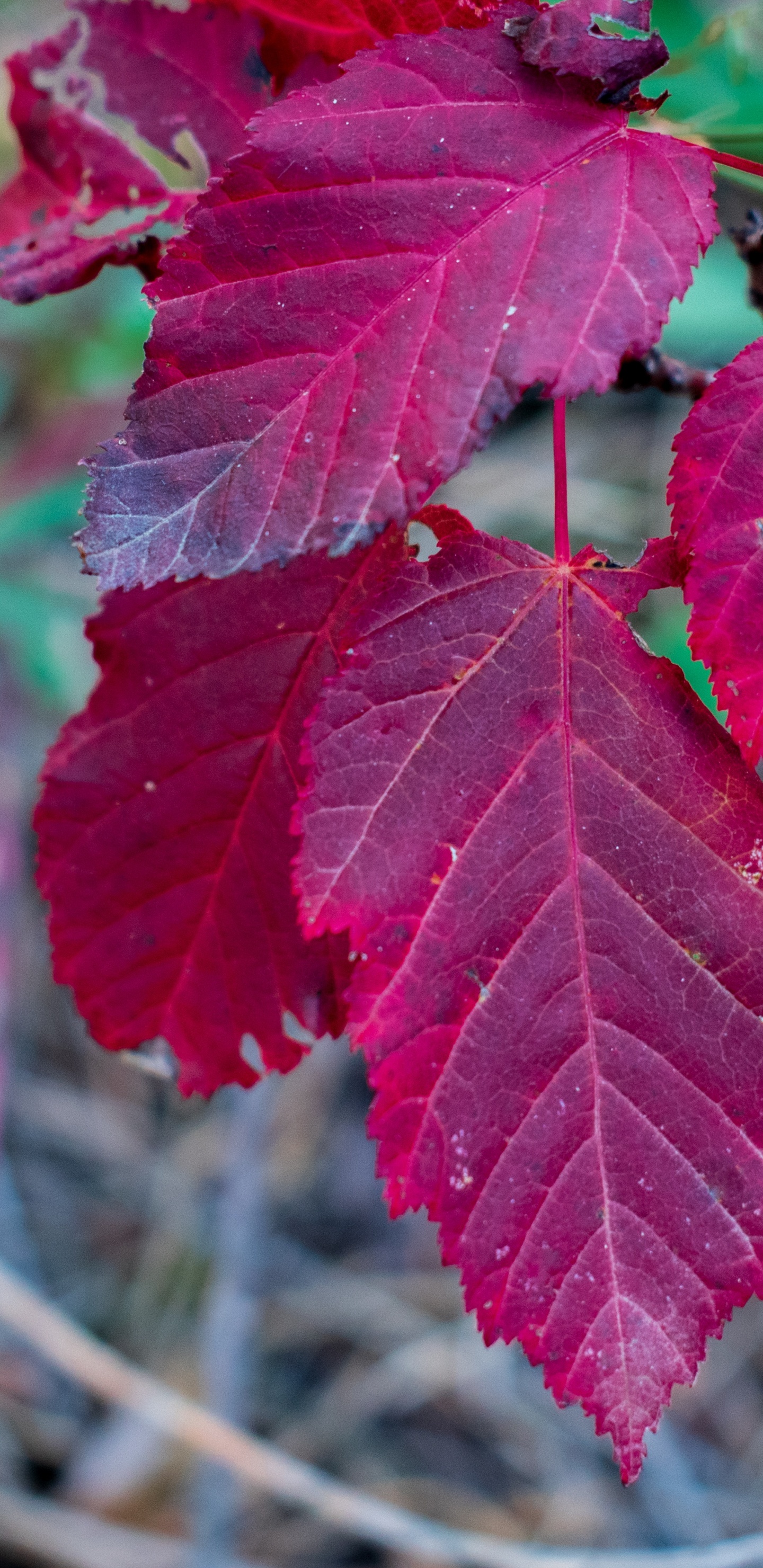 Обои лист, кленовый лист, клен, биология, растение в разрешении 1440x2960