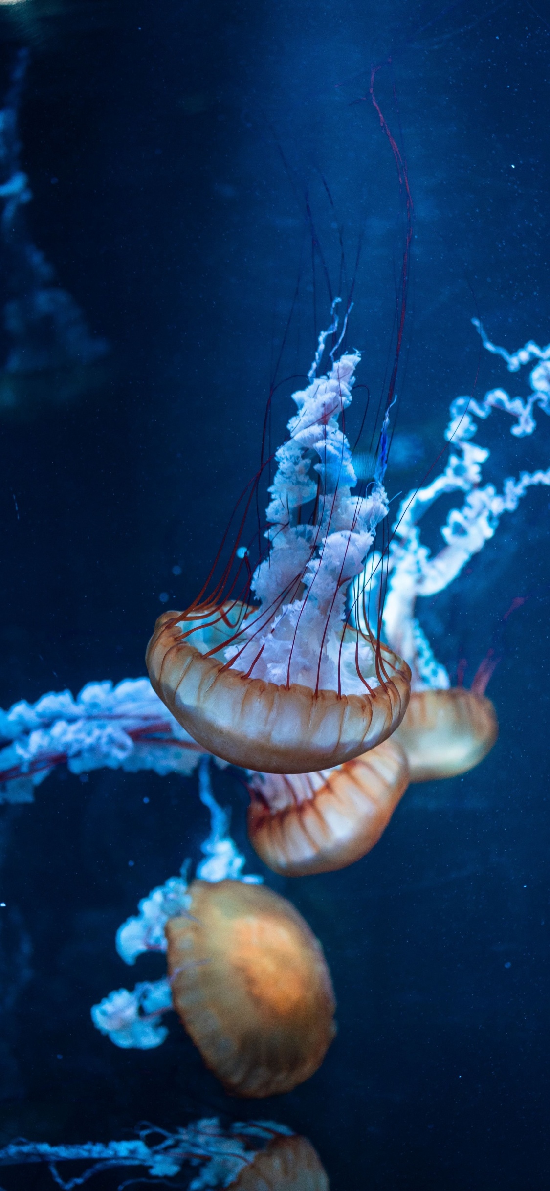 Обои Медуза, вода, синий, морская биология, беспозвоночных в разрешении 1125x2436