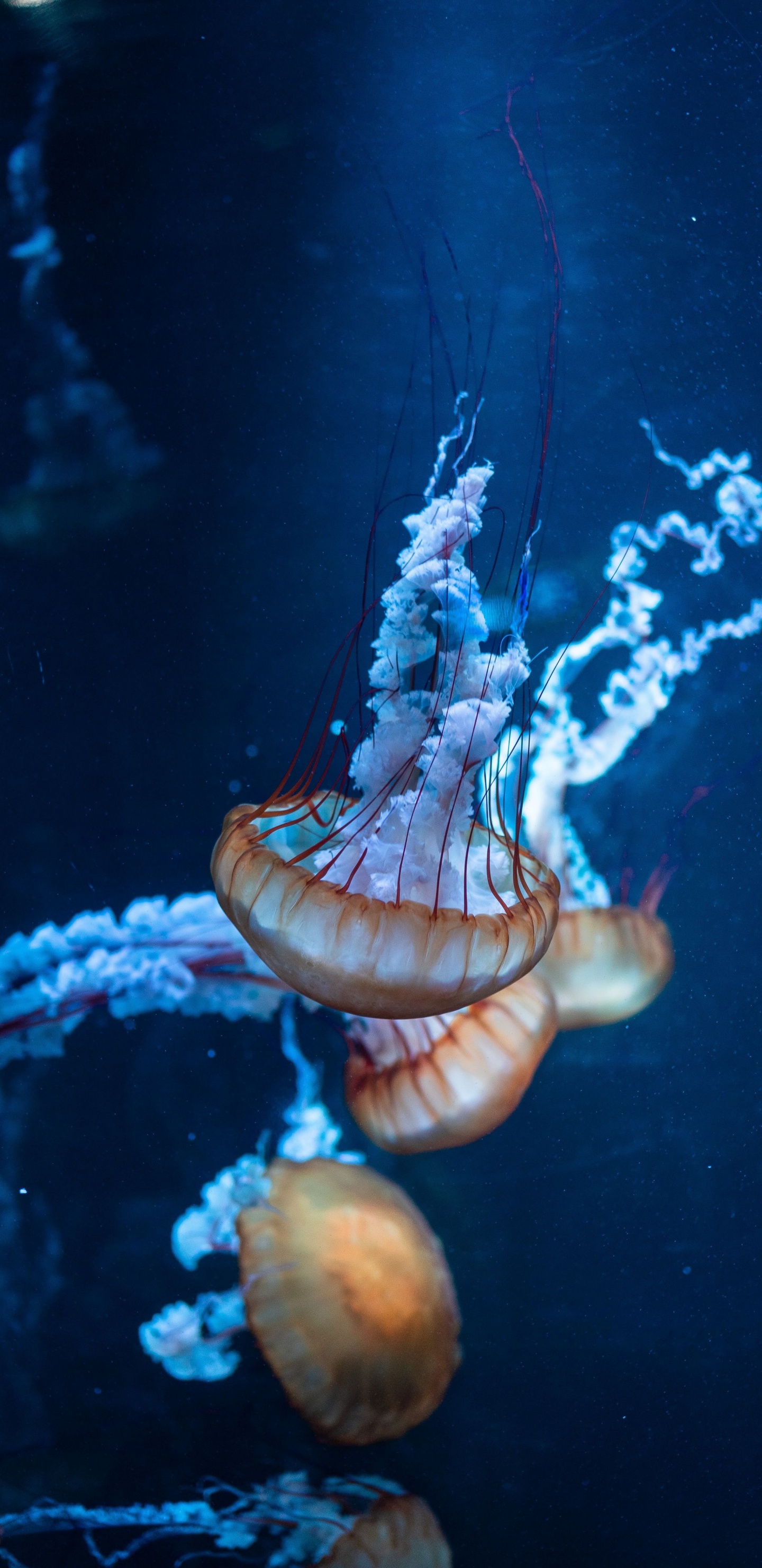 Обои Медуза, вода, синий, морская биология, беспозвоночных в разрешении 1440x2960