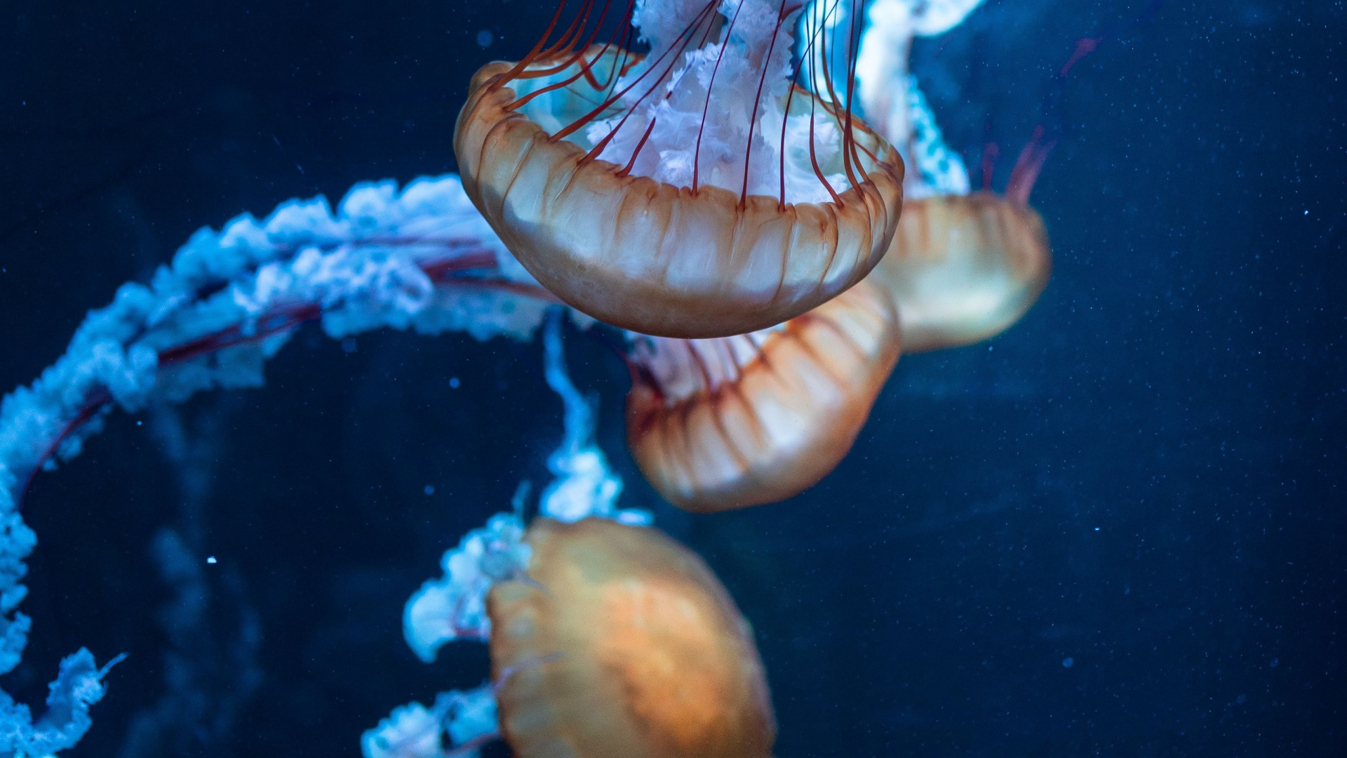 STNK медуза