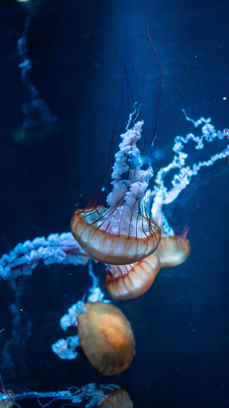 Обои Медуза, вода, синий, морская биология, беспозвоночных в разрешении 750x1334