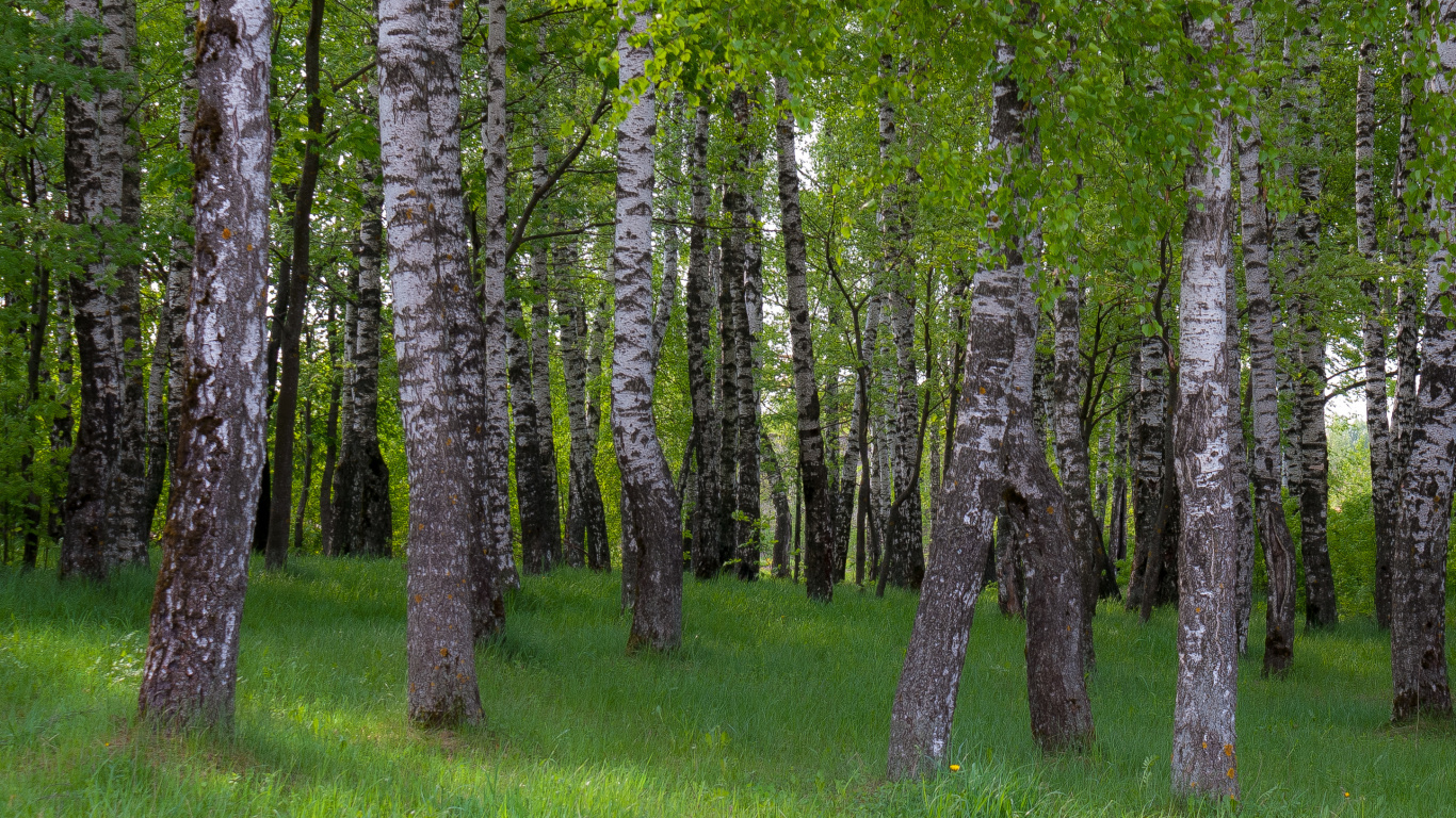 Обои береза, лес, древесные растения, дерево, роща в разрешении 1366x768