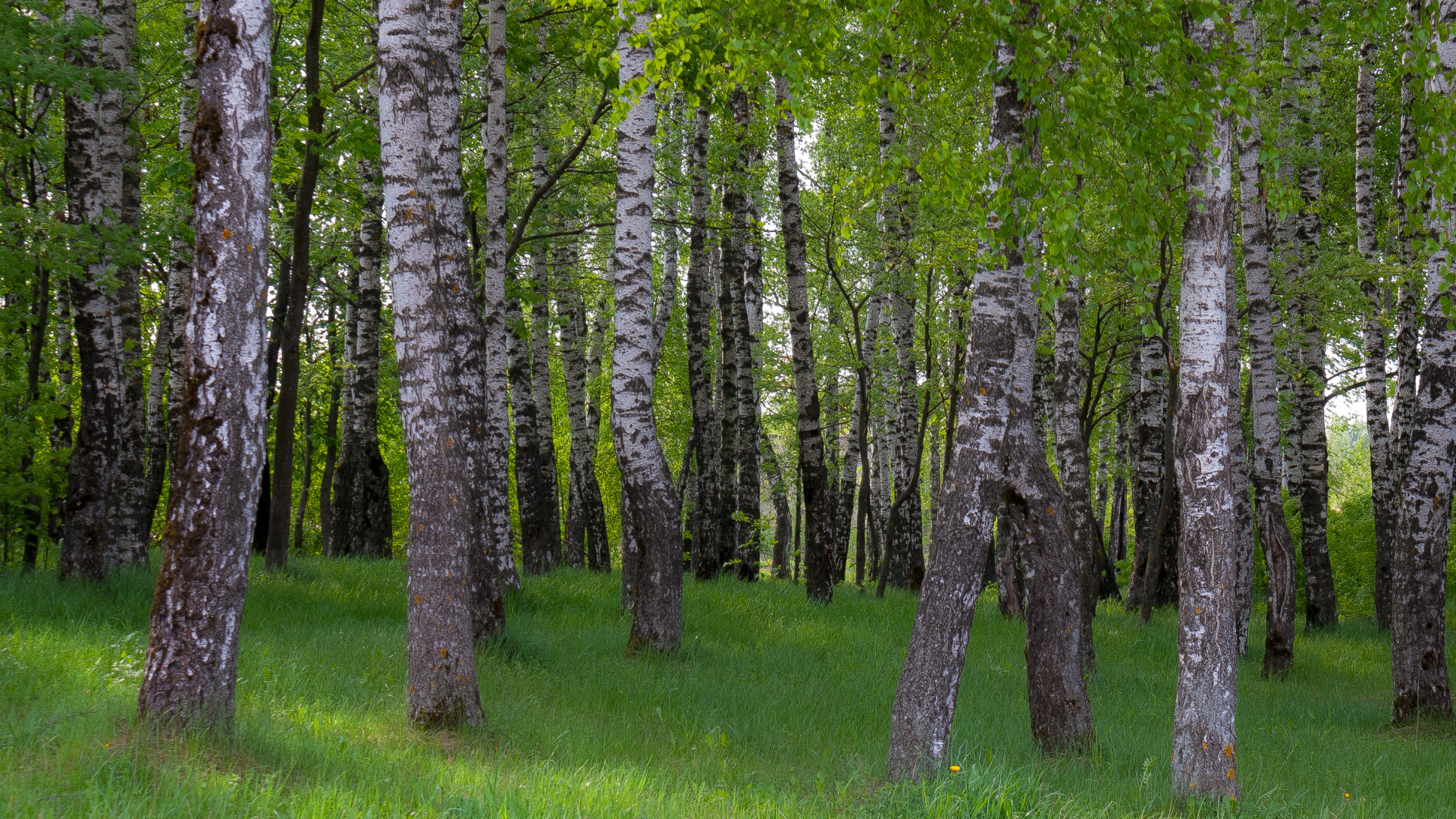 Обои береза, лес, древесные растения, дерево, роща в разрешении 1920x1080