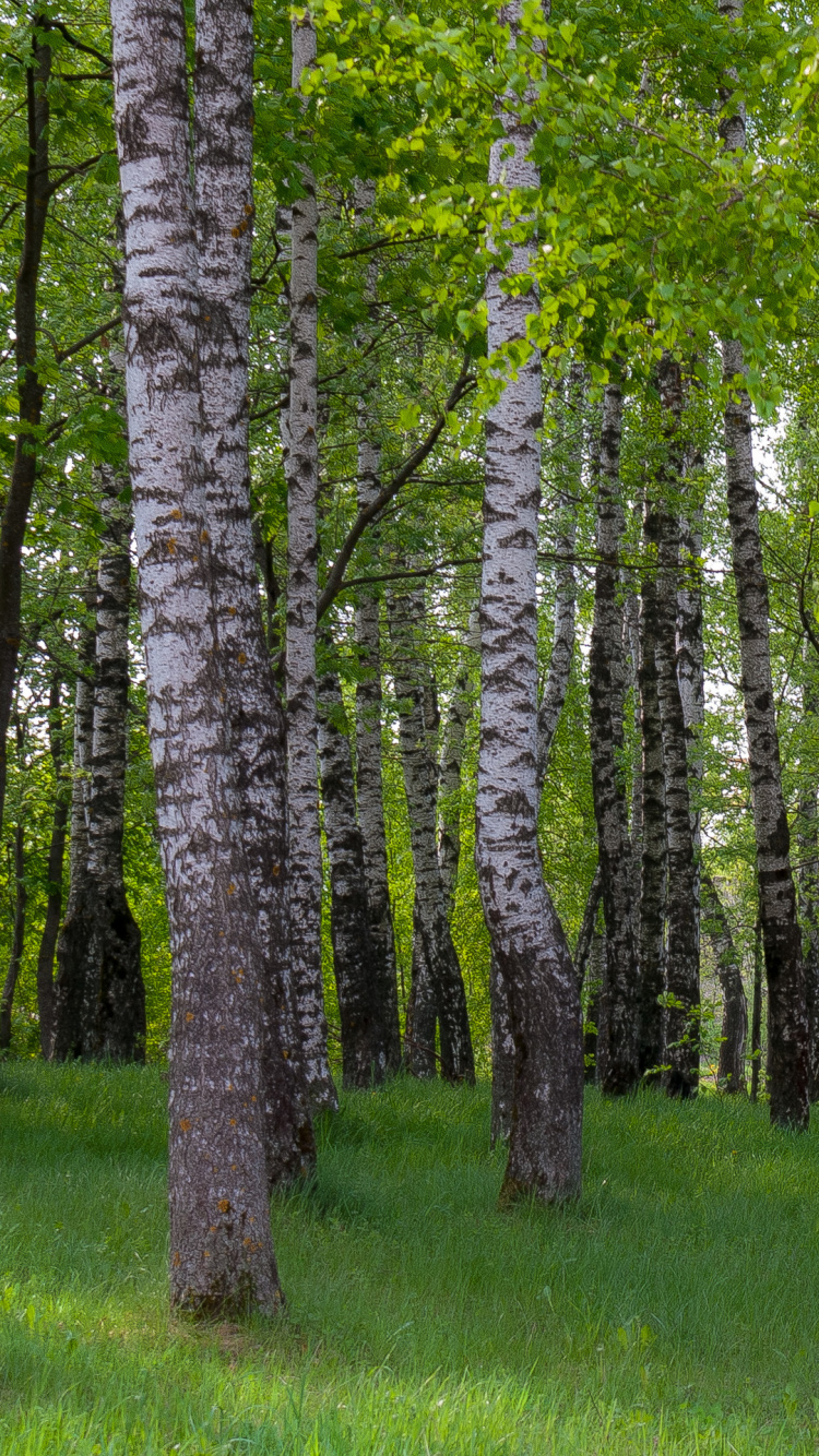 Обои береза, лес, древесные растения, дерево, роща в разрешении 750x1334