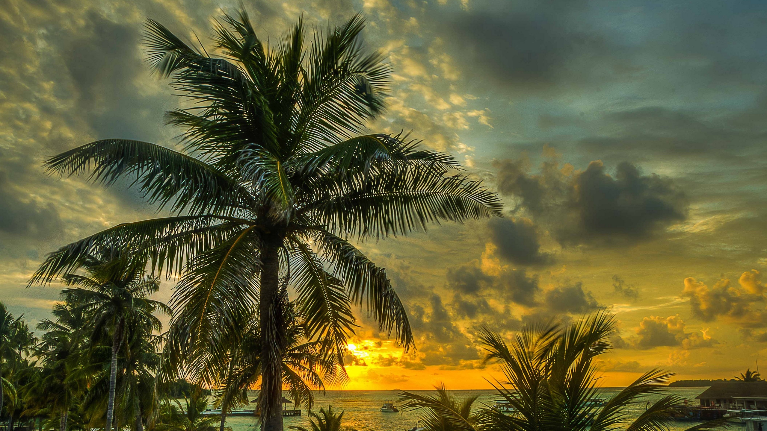 Обои пальмовые рощи, дерево, Пальма, тропическая зона, облако в разрешении 2560x1440