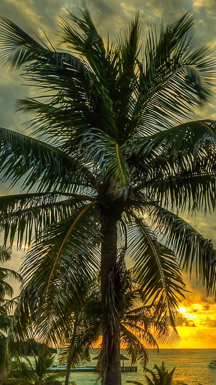 Обои пальмовые рощи, дерево, Пальма, тропическая зона, облако в разрешении 750x1334