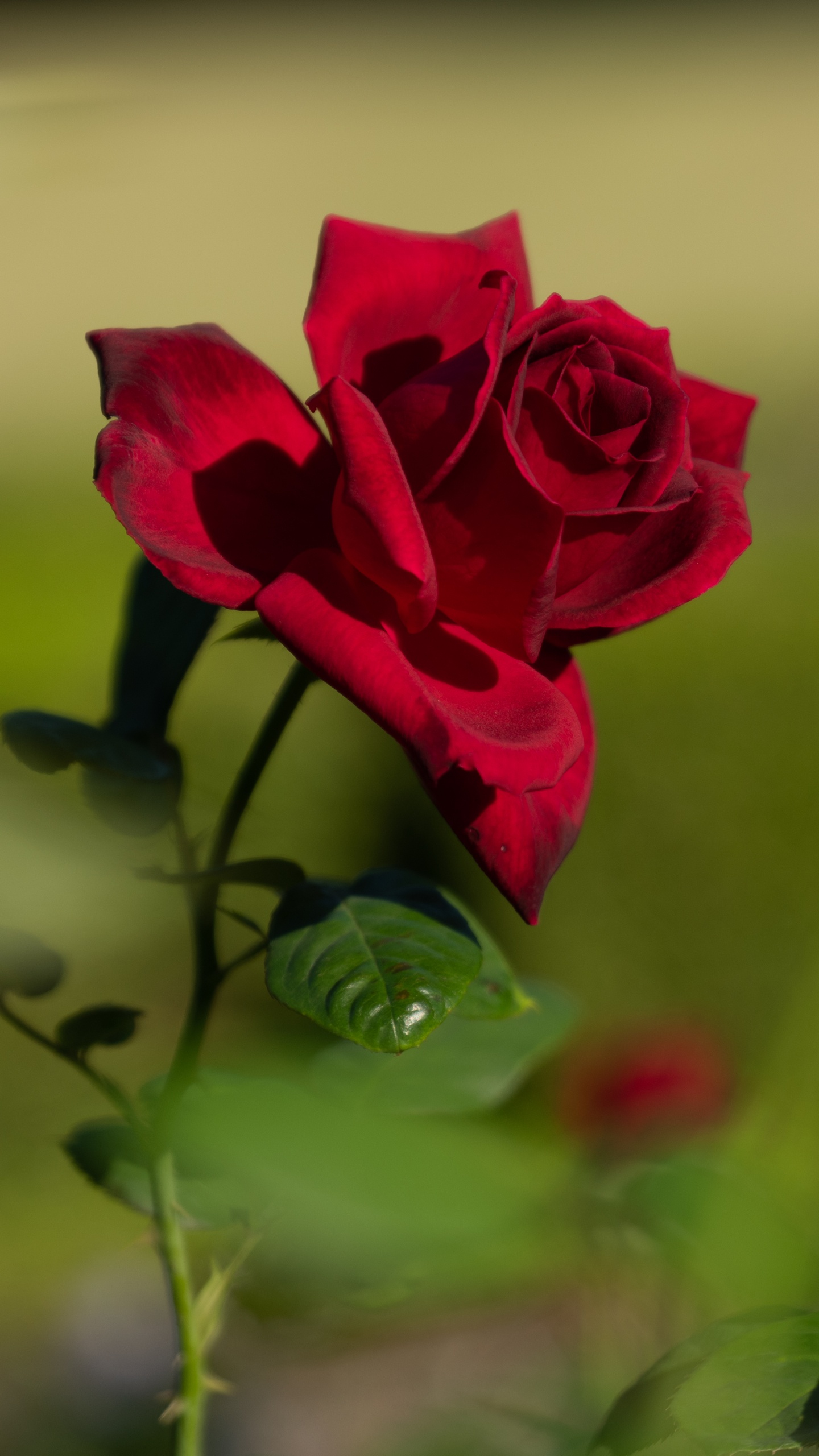 Обои Роза, цветок, сад роз, цветковое растение, красный цвет в разрешении 1440x2560