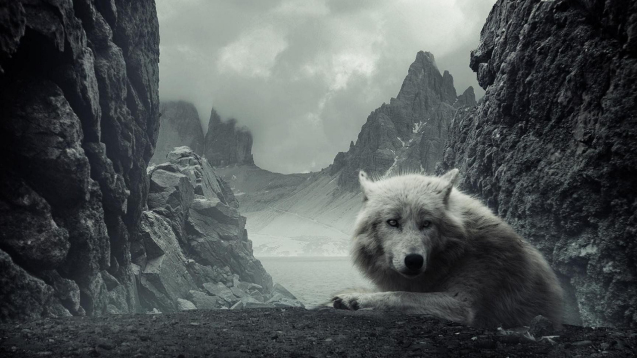 Обои волк, живая природа, Псовые, монохромный, хищник в разрешении 1280x720