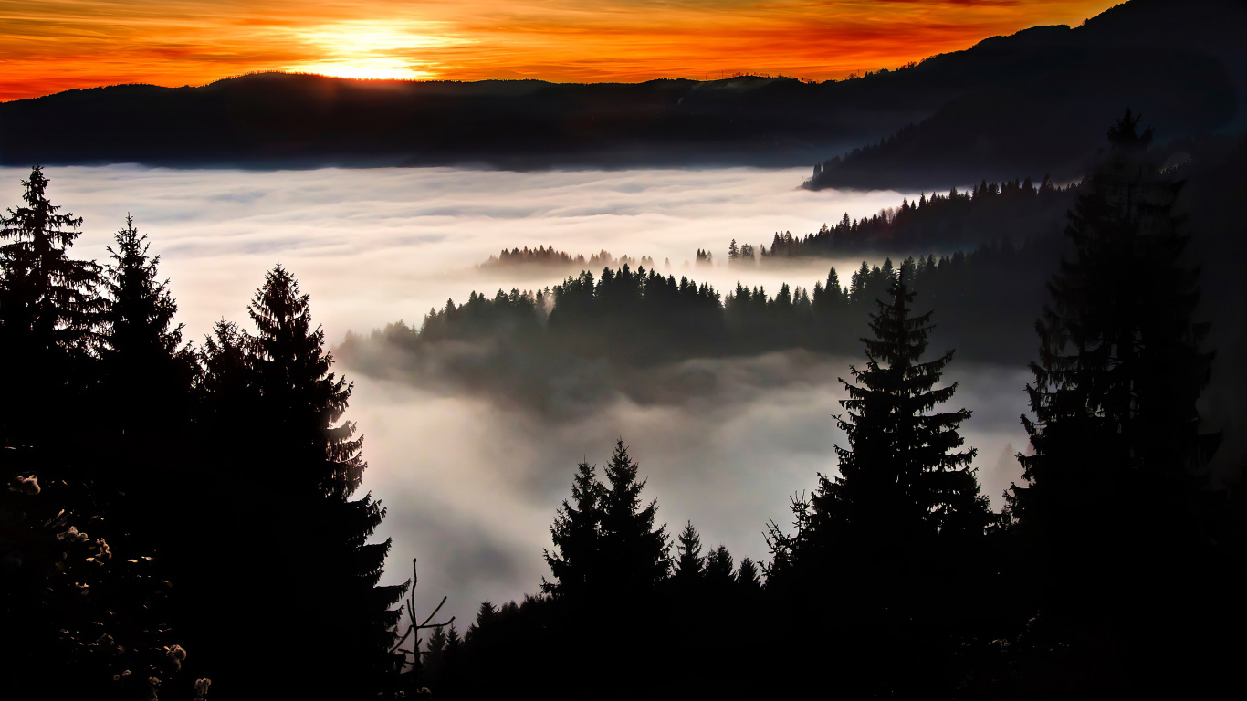 Обои силуэт, дерево, восход солнца, утро, небо в разрешении 1366x768