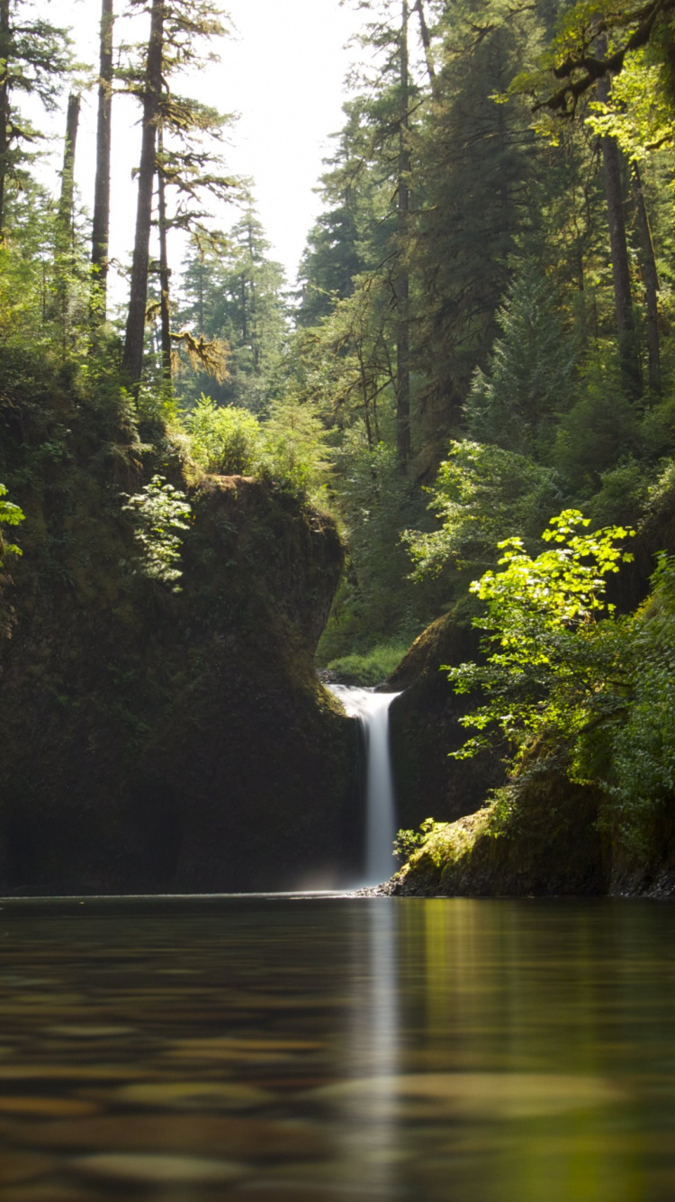 Обои водоем, природа, вода, гидроресурсы, растительность в разрешении 750x1334
