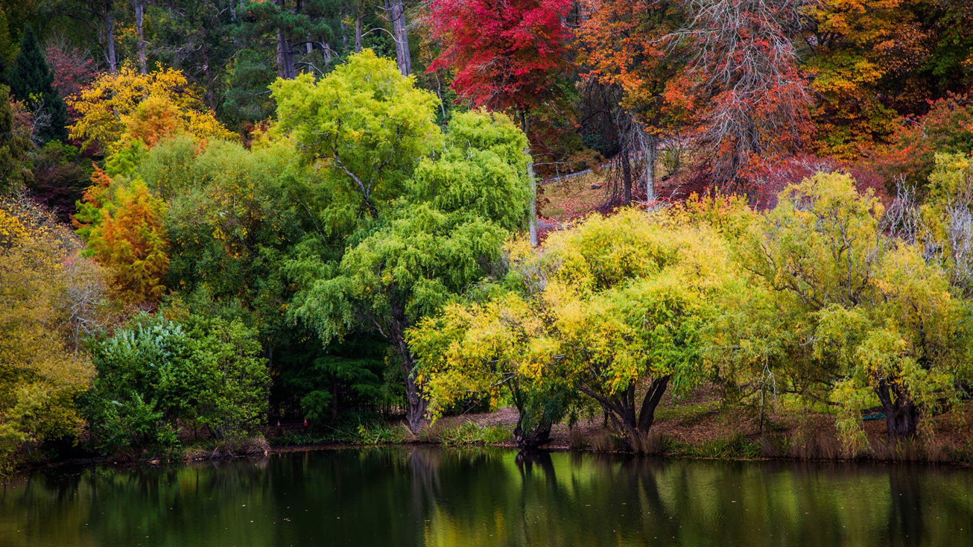 Обои отражение, природа, дерево, лист, растительность в разрешении 1920x1080