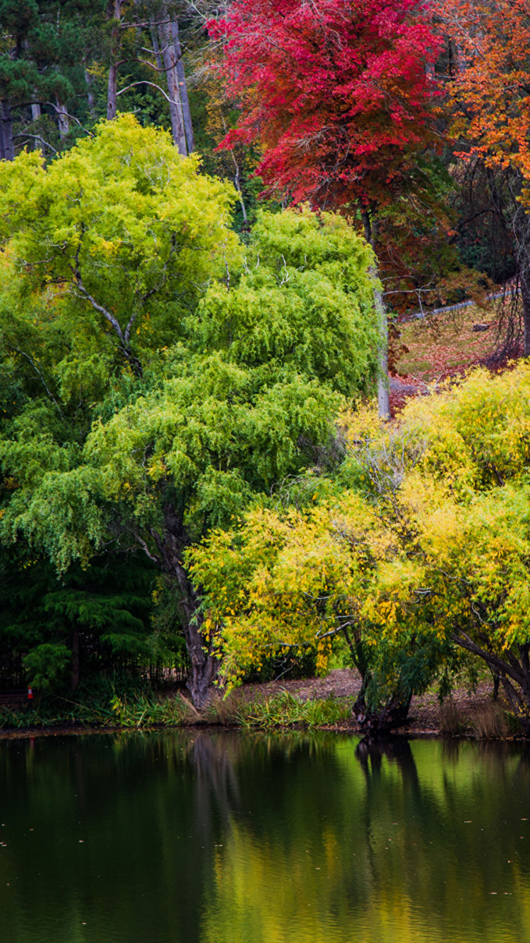 Обои отражение, природа, дерево, лист, растительность в разрешении 750x1334