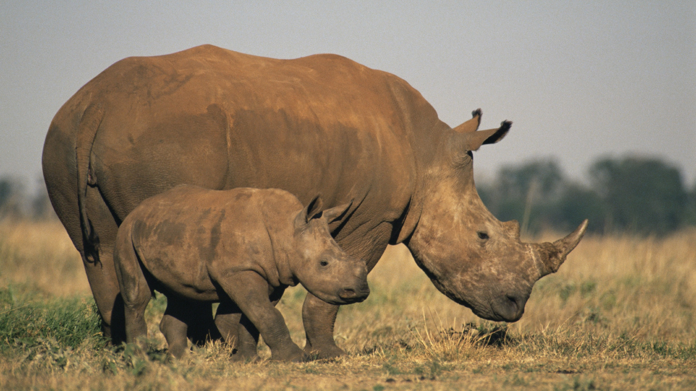 Обои носорог, исчезающий вид, живая природа, наземные животные, рог в разрешении 1366x768