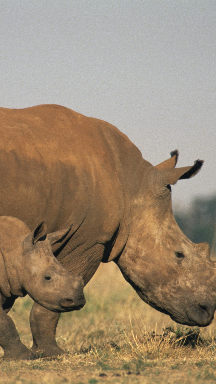 Обои носорог, исчезающий вид, живая природа, наземные животные, рог в разрешении 750x1334