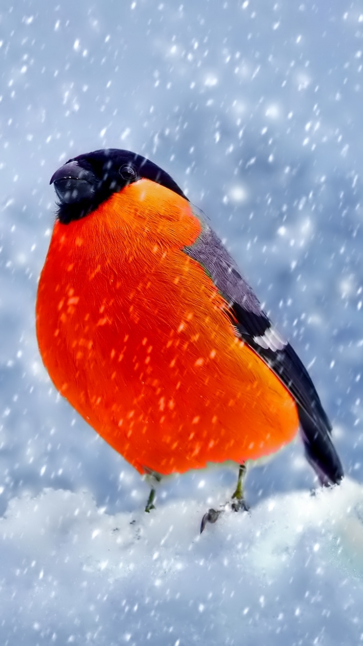 Обои Евразийский снегирь, снег, птица, зима, клюв в разрешении 720x1280