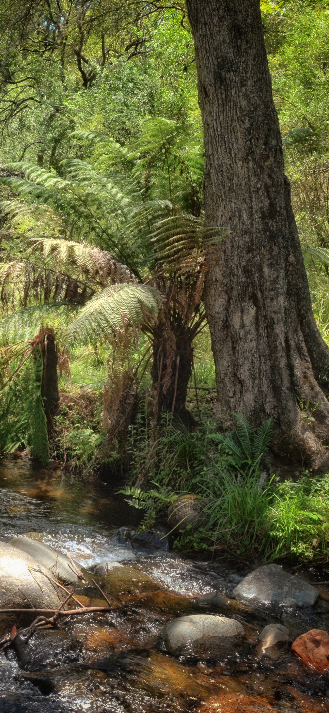 Обои природа, австралия, лес, вода, прибрежные зоны в разрешении 1125x2436