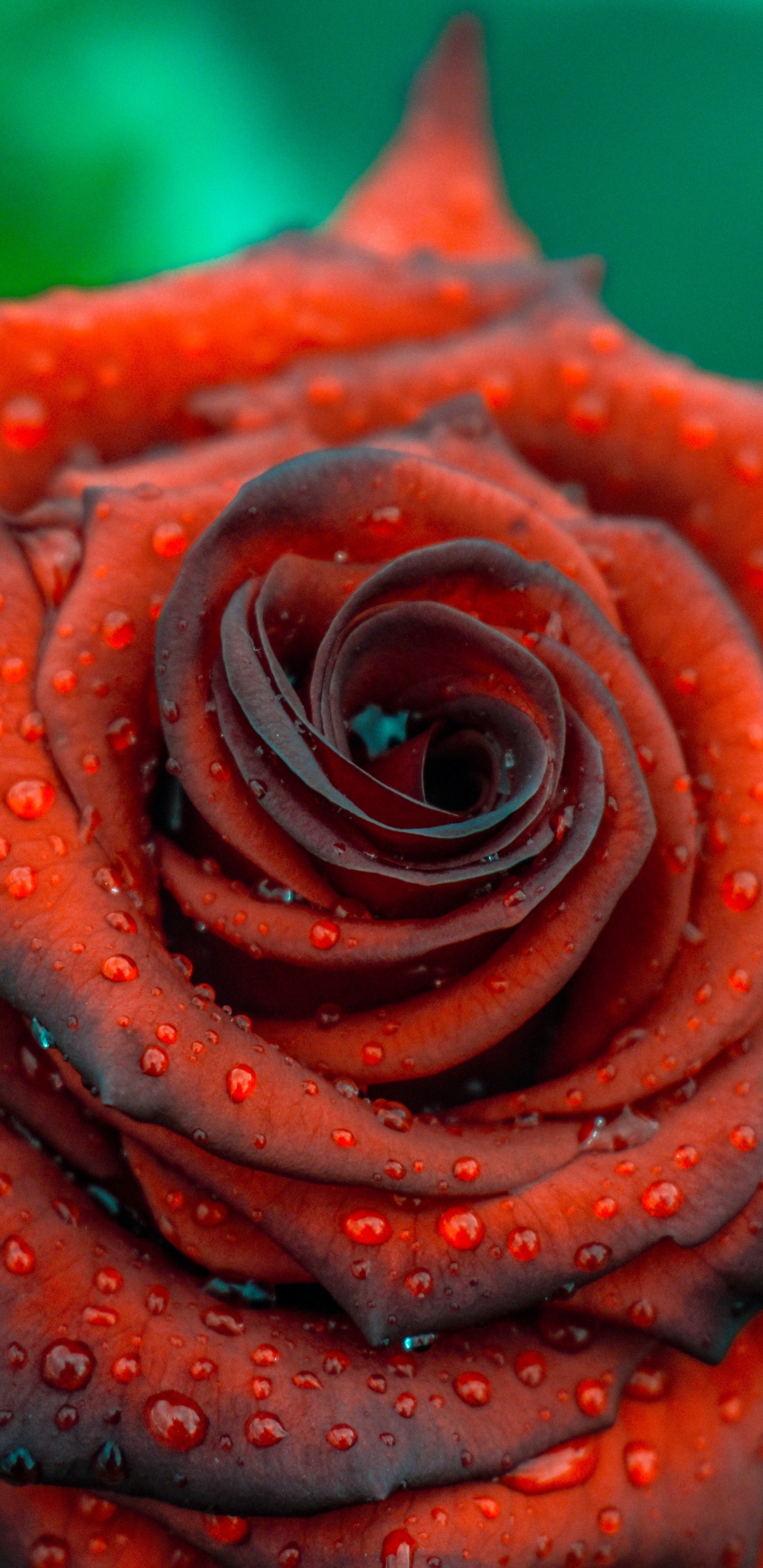 Обои Роза, лепесток, семья Роуз, Апельсин, красный цвет в разрешении 1440x2960