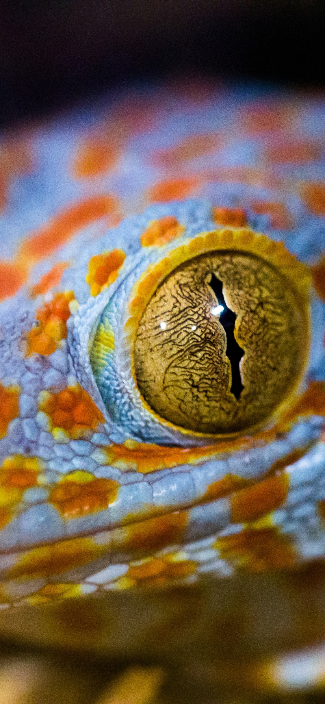 Обои пресмыкающееся, ящерица, глаз, масштабных рептилий, Хамелеон в разрешении 1125x2436