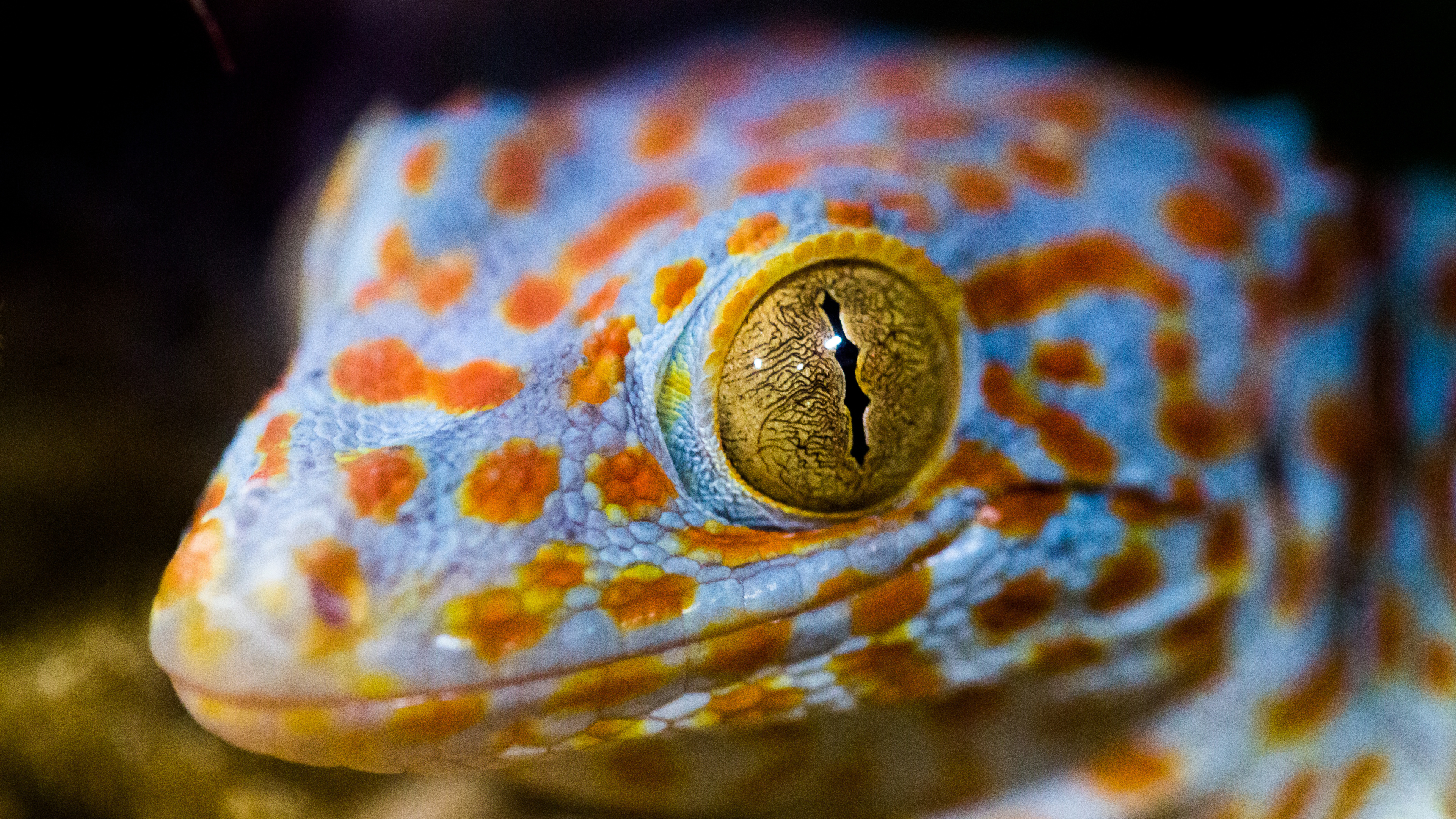 Обои пресмыкающееся, ящерица, глаз, масштабных рептилий, Хамелеон в разрешении 3840x2160