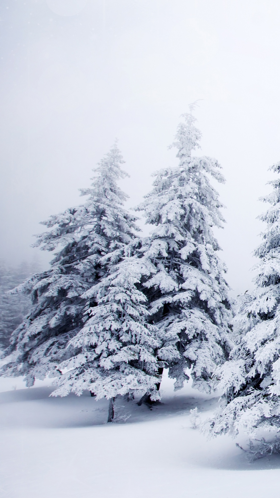 Обои елка, снег, зима, дерево, мороз в разрешении 1080x1920