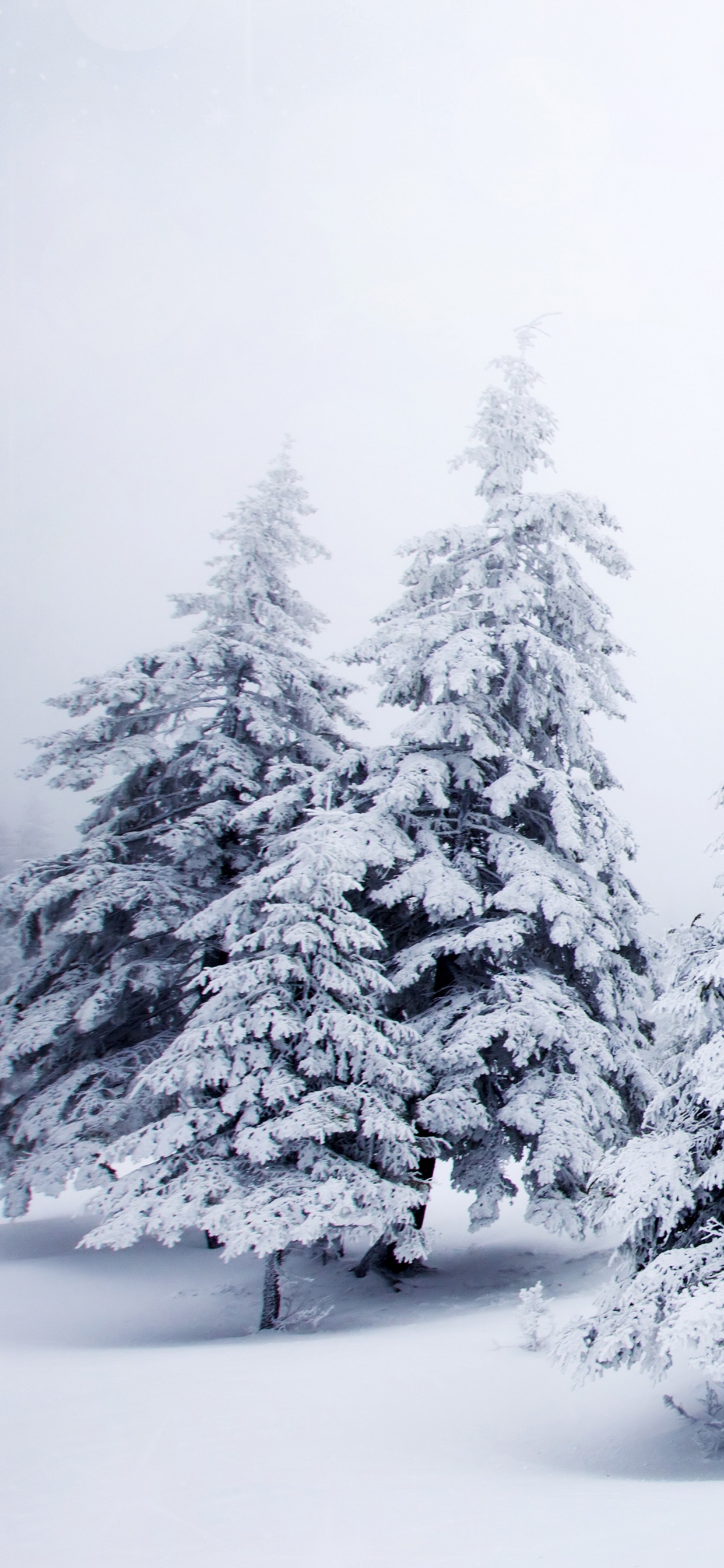 Обои елка, снег, зима, дерево, мороз в разрешении 1242x2688