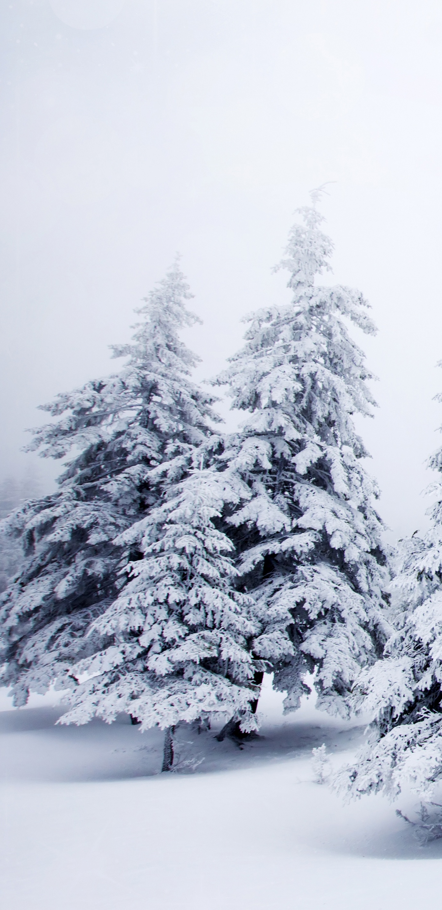 Обои елка, снег, зима, дерево, мороз в разрешении 1440x2960