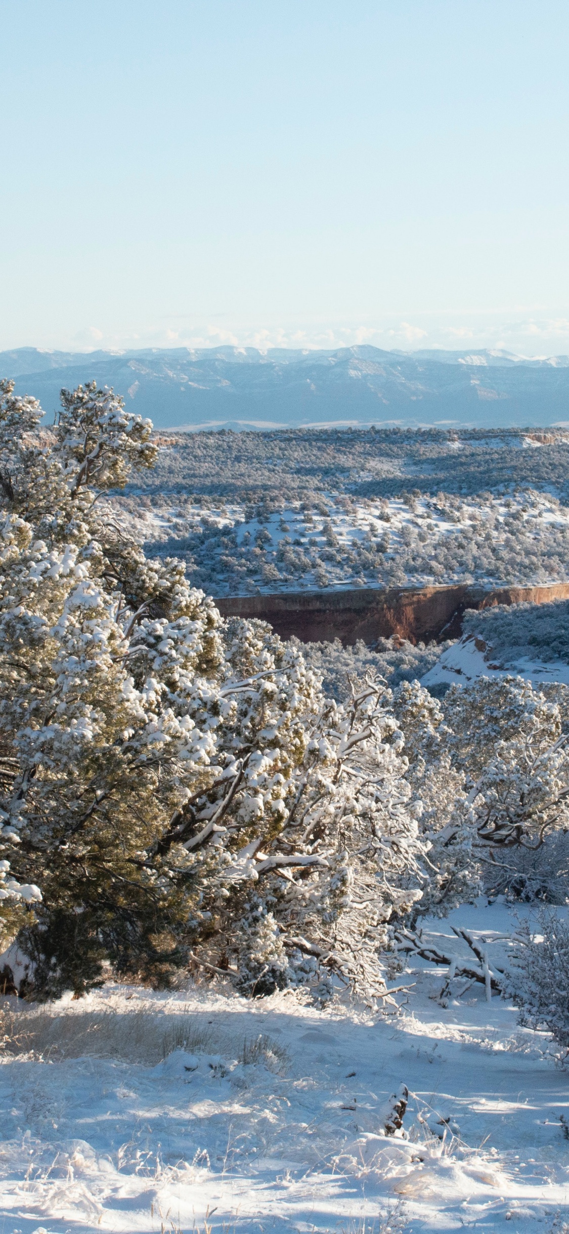 Обои зима, экосистема, экология, наука, растение в разрешении 1125x2436