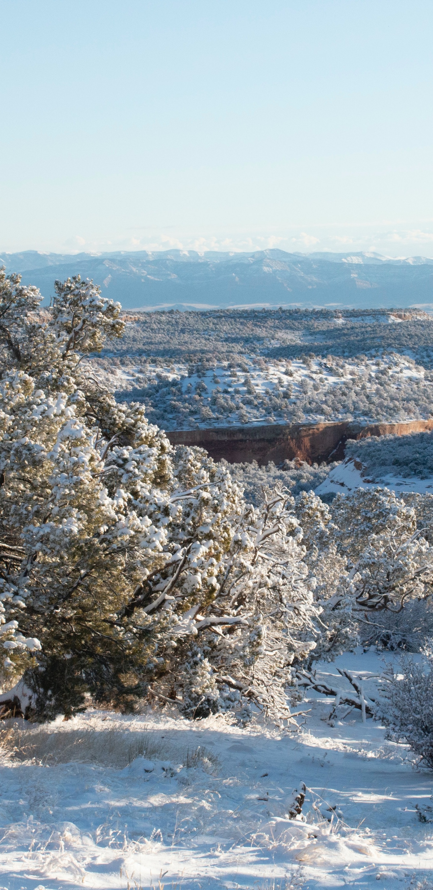 Обои зима, экосистема, экология, наука, растение в разрешении 1440x2960