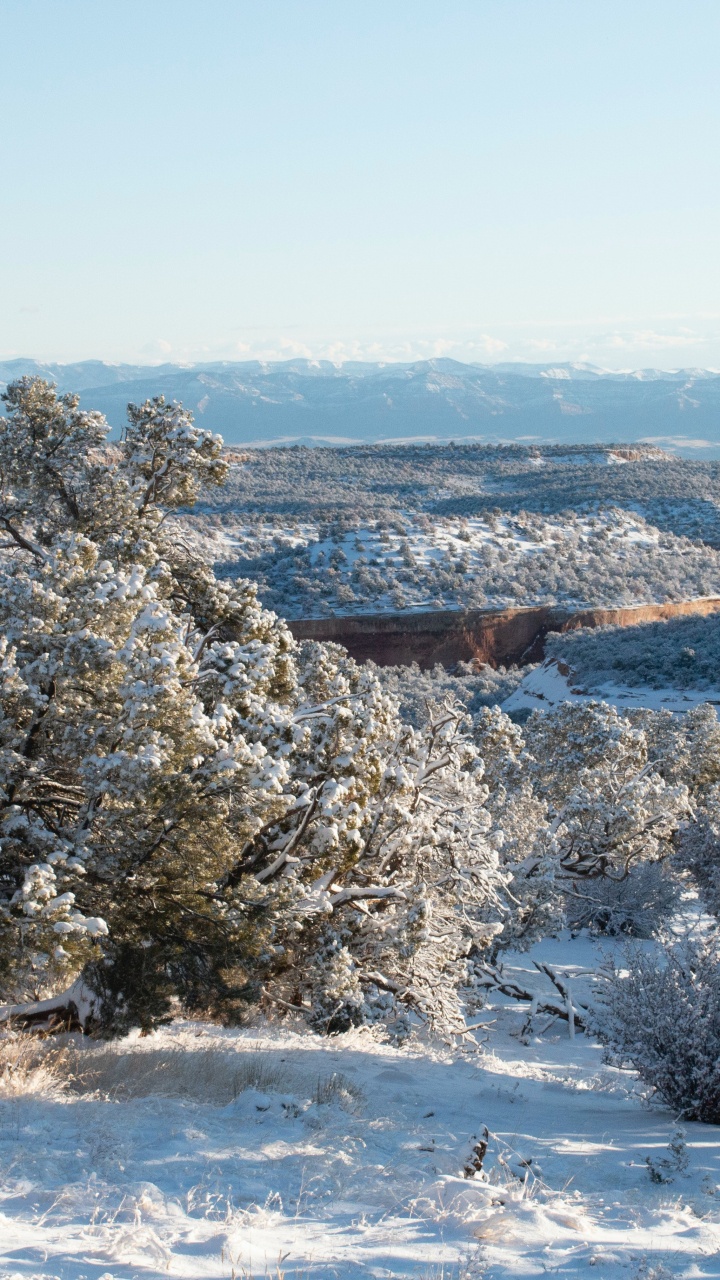 Обои зима, экосистема, экология, наука, растение в разрешении 720x1280