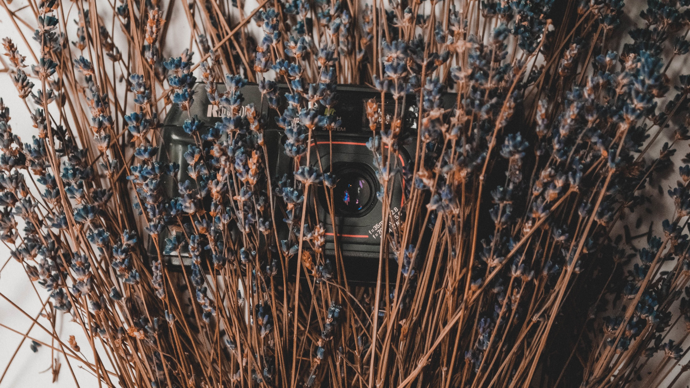 Обои камера, прут, растение, семейство травы, дерево в разрешении 1366x768