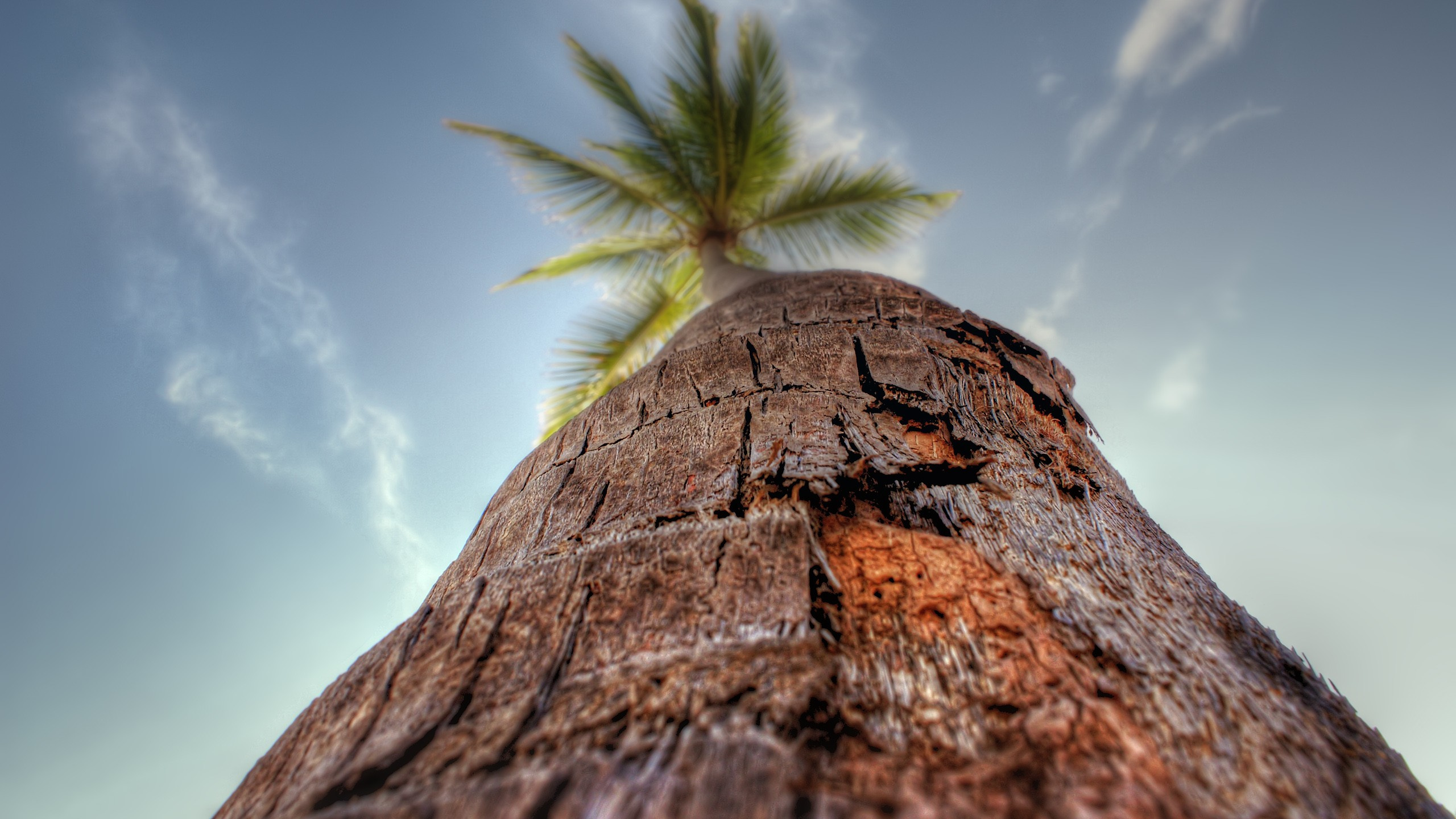 Обои дерево, древесные растения, растение, Пальма, рок в разрешении 2560x1440