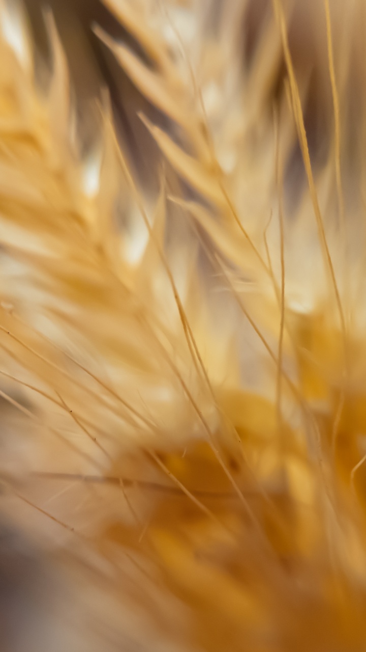 Обои ячмень, семейство травы, пшеница, гугл нексус, эммер в разрешении 720x1280