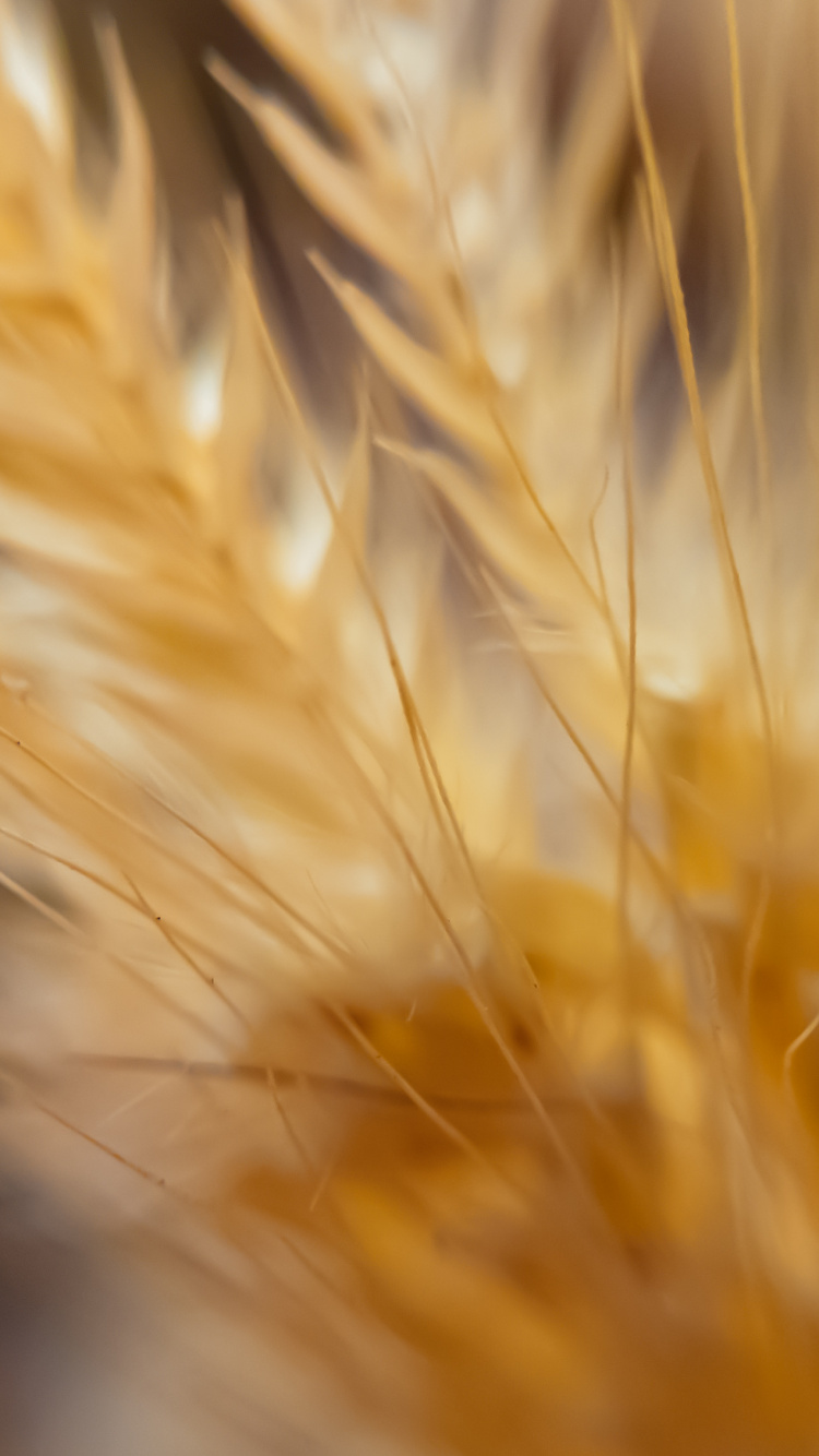 Обои ячмень, семейство травы, пшеница, гугл нексус, эммер в разрешении 750x1334