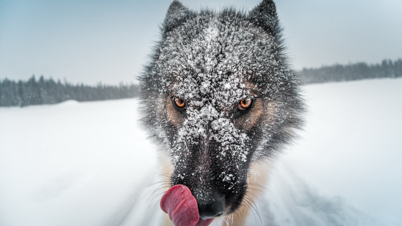 Обои пес, Псовые, волк, морда, чехословацкий влчак в разрешении 1280x720