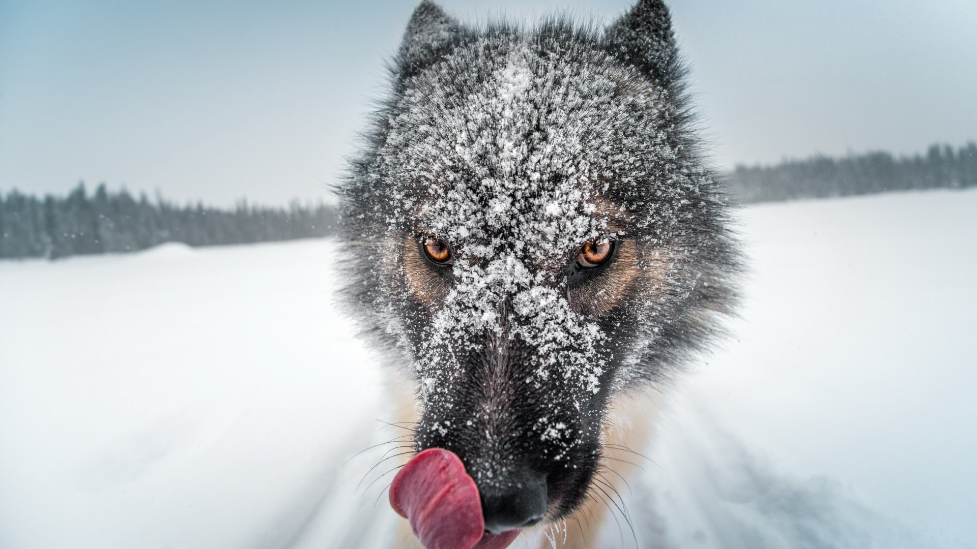 Обои пес, Псовые, волк, морда, чехословацкий влчак в разрешении 1920x1080
