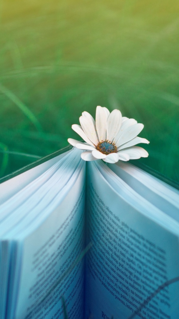 Обои зеленый, синий, бирюза, синий цвет, бирюзовый в разрешении 720x1280