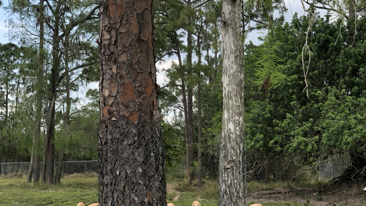 Обои древесина, биом, наука, биология, экология в разрешении 1280x720