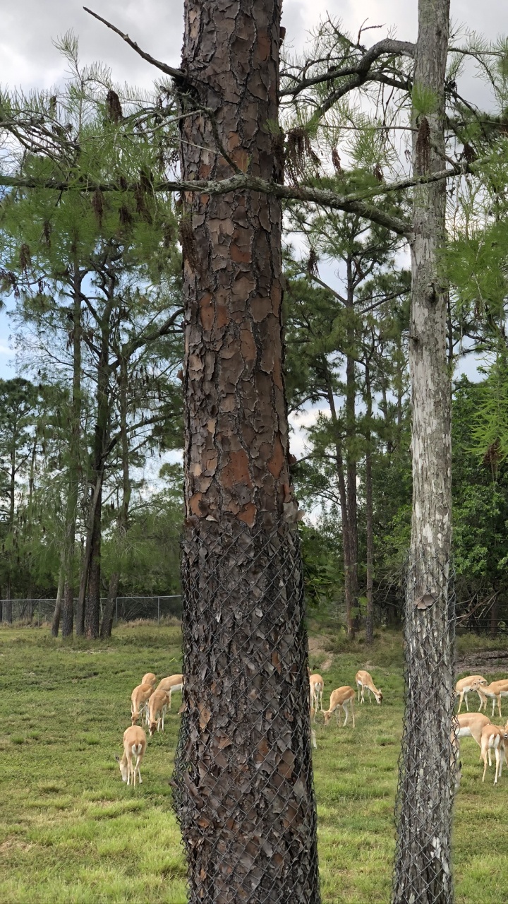 Обои древесина, биом, наука, биология, экология в разрешении 720x1280