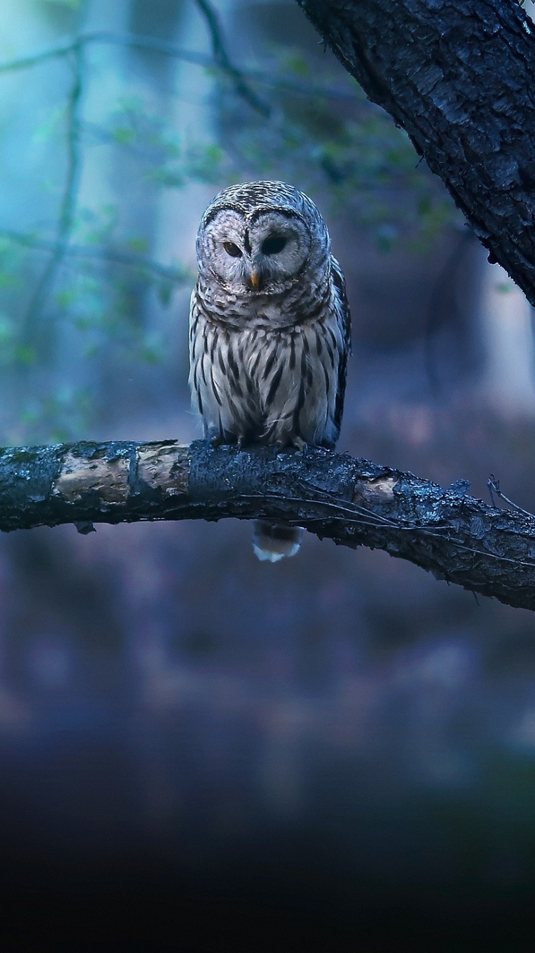 Обои Снежная сова, неясыть, сова, птица, хищная птица в разрешении 750x1334