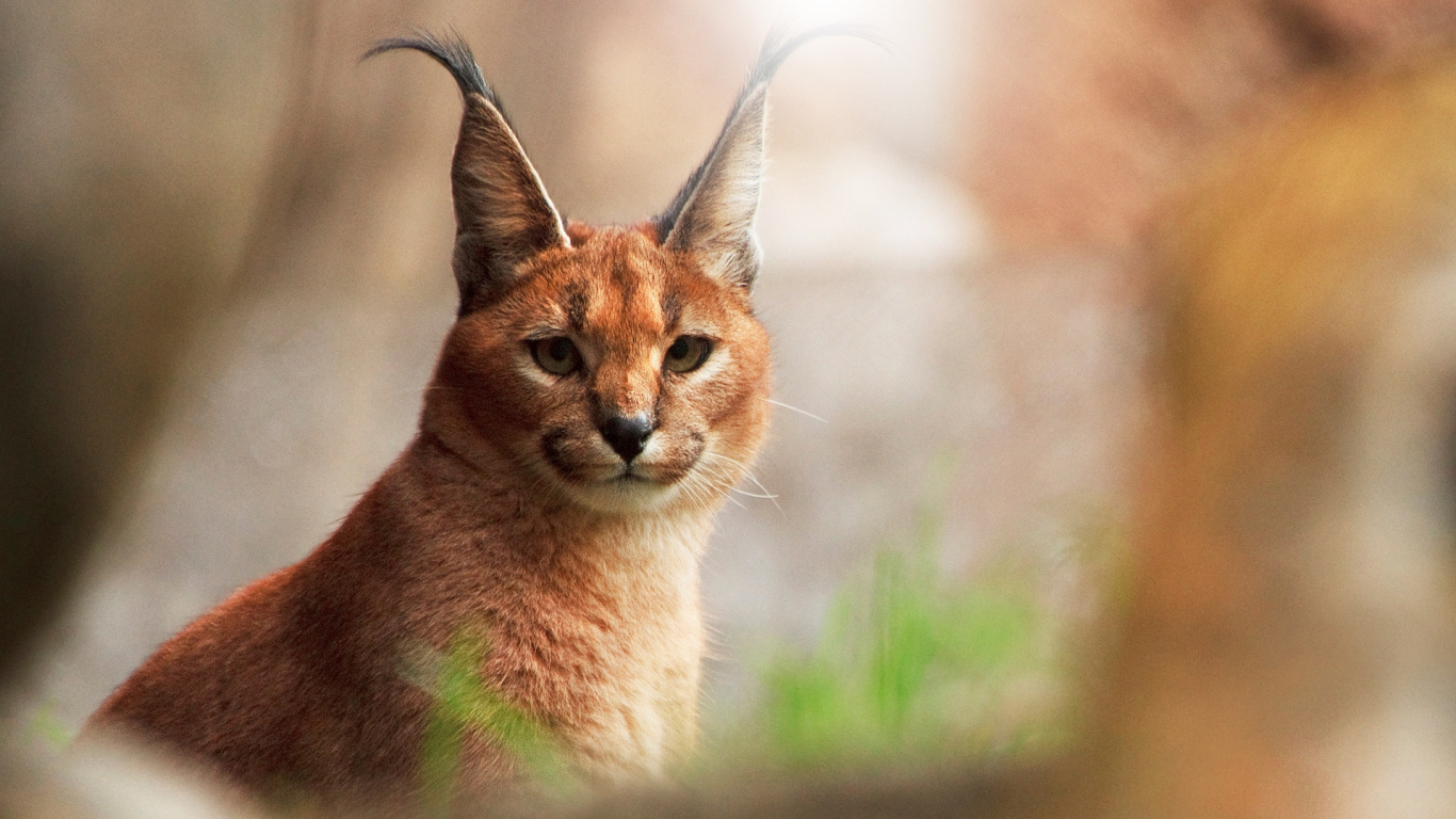 Обои Дикая кошка, Каракал, живая природа, наземные животные, морда в разрешении 1366x768