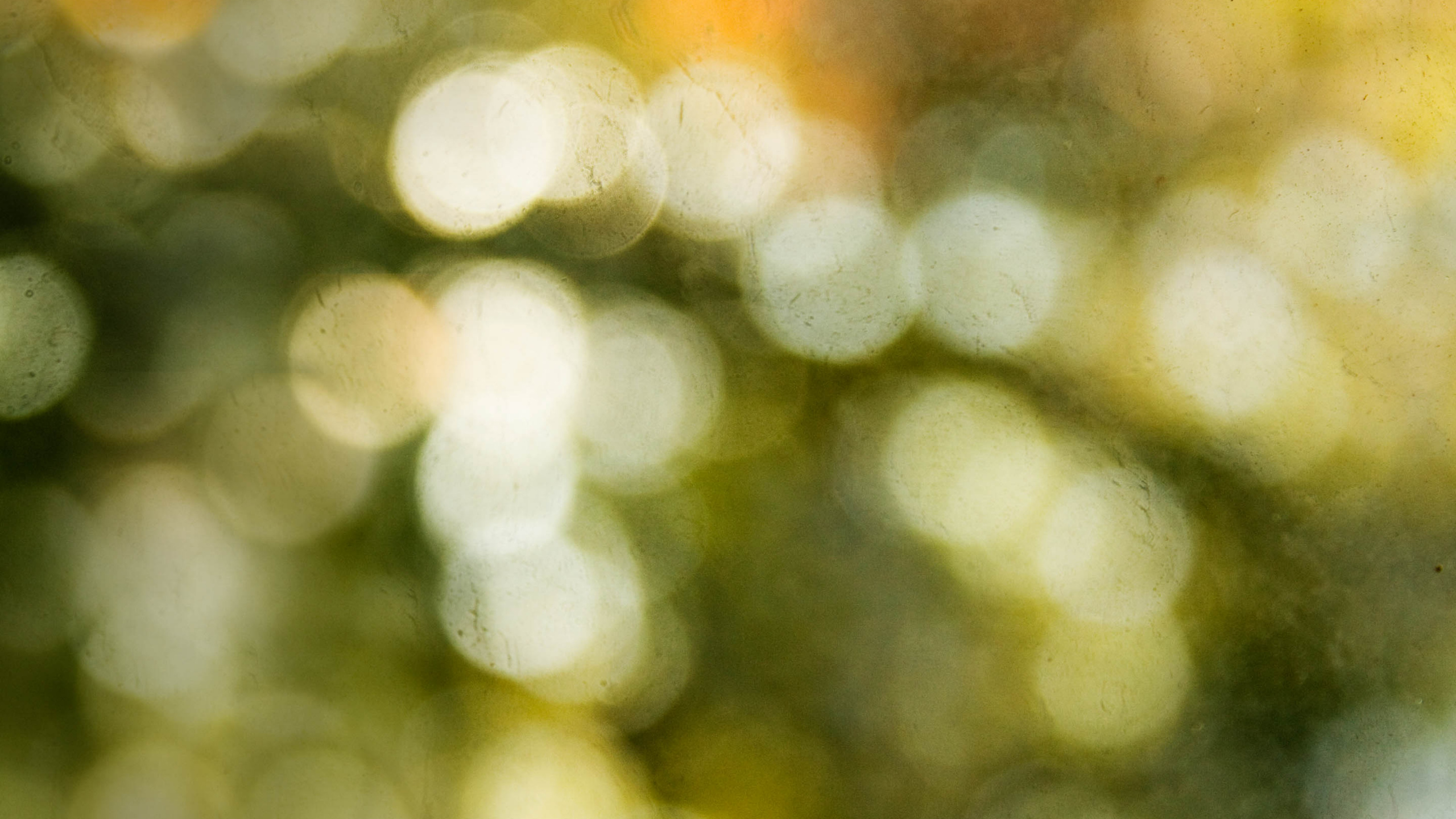 Обои боке, зеленый, желтый, лист, солнечный свет в разрешении 2560x1440
