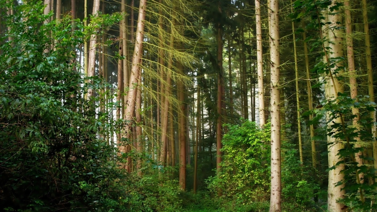 Обои лес, дерево, природа, растительность, природный заповедник в разрешении 1280x720