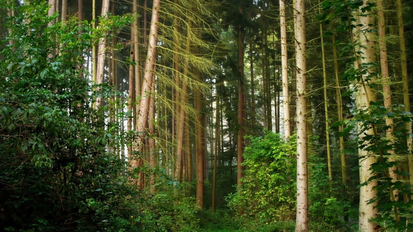 Обои лес, дерево, природа, растительность, природный заповедник в разрешении 1366x768